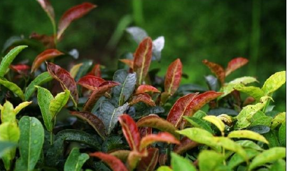 作物种植管理 树木 茶树 茶园缺磷初期,茶树生长缓慢,茶叶产量,品质